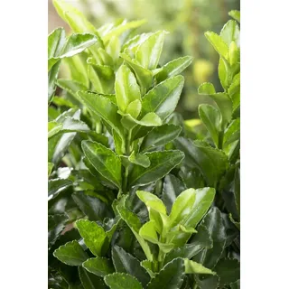 Pflanzen Für Dich Euonymus japonicus 'Green Spire' ca. 9x9 cm Topf