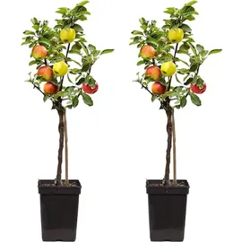 Plant in a Box - Apfelbaum mit 3 Apfelsorten in einem Baum - 2er Set - Höhe 60-70 cm - Topf 17cm