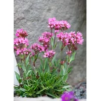 Pflanzen Für Dich Lychnis alpina, Alpenlichtnelke ca. 9x9 cm