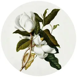 K&L Wall Art Vliestapete »Runde Vliestapete«, Ehret Botanik Magnolie Vintage, mehrfarbig, matt - bunt