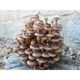 Bio Pilzzucht-Pärchen 2 Sorten ein Set" Kräuterseitling + Shiitake"