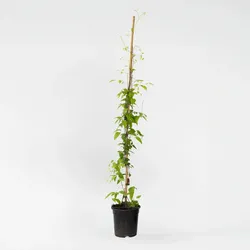 Plant in a Box - Waldrebe - Clematis 'Hagley Hybrid' - Höhe 100-120cm - Topf 17cm