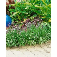 Pflanzen Für Dich Liriope muscari 'Evergreen Giant', lilablau, ca.