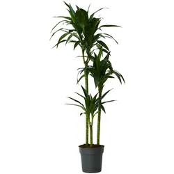 Plant in a Box Dracaena Fragrans Janet Craig Höhe 140-150cm