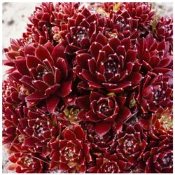 Sempervivum x cult.'Pickwick', Hauswurz, ca. 9x9 cm Topf