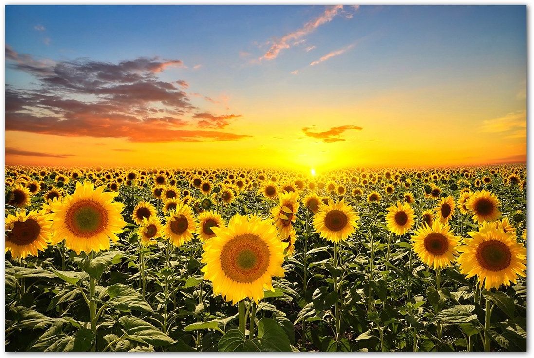 Paul Sinus Art 120x80cm - WANDBILD Sonnenblumen Sonnenuntergang Himmel - Leinwandbild auf Keilrahmen modern stilvoll - Bilder und Dekoration