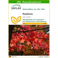 SAFLAX - Rotahorn - 20 Samen - Mit keimfreiem
