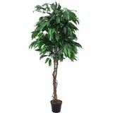 Europalms Dschungelbaum Mango, 180cm