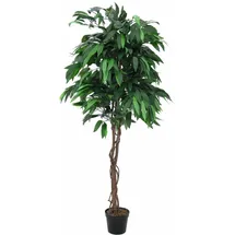 Europalms Dschungelbaum Mango, 180cm