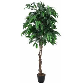Europalms Dschungelbaum Mango, 180cm