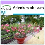 Saflax - Bonsai - Wüstenrose - 8 Samen - Adenium obesum