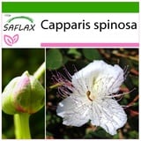 Saflax - Echter Kapernstrauch - Capparis spinosa