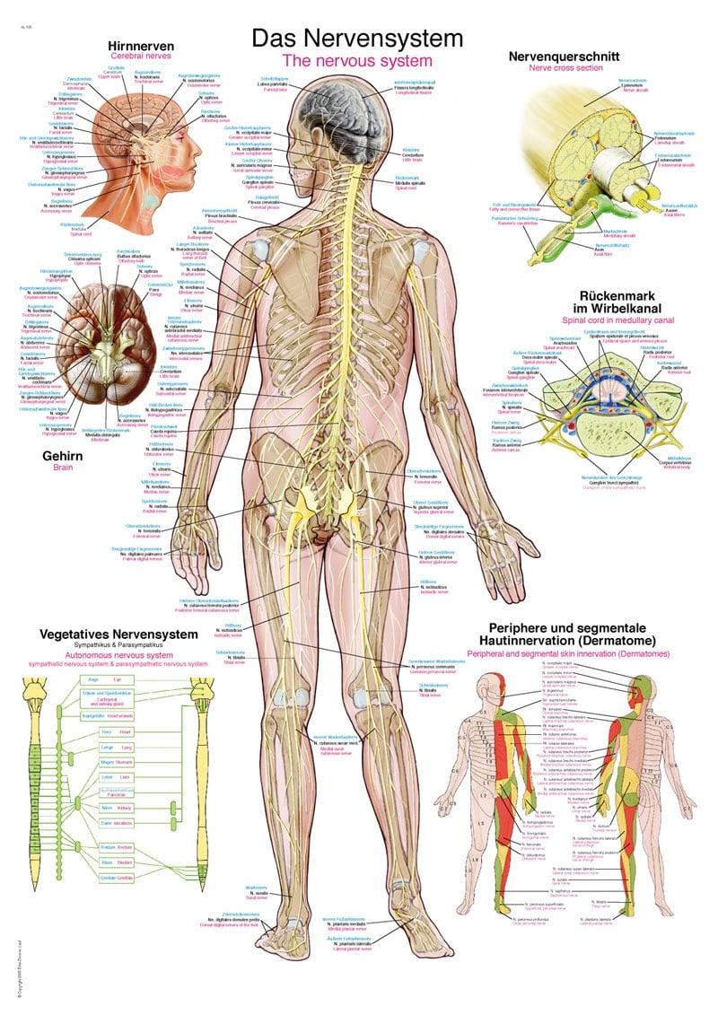 Lehrtafel Das Nervensystem  50x70cm