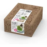 Catit Katzengrassamen 3 Stück Braun