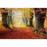 Papermoon Fototapete »WALD-HERBST BÄUME NATUR LANDSCHAFT BAUM ALLEE WANDBILD«, bunt