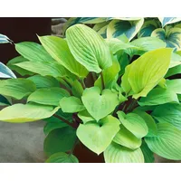 Pflanzen Für Dich Hosta x cult.'Fire Island', Funkie, gelbgrün,
