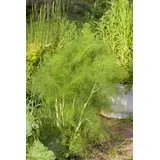 PlantaPro Foeniculum vulgare 9x9 cm Topf – Mehrjährig, Pflegeleicht – Fenchel – Kräuterpflanze für Beet & Balkon