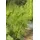 PlantaPro Foeniculum vulgare 9x9 cm Topf – Mehrjährig, Pflegeleicht – Fenchel – Kräuterpflanze für Beet & Balkon