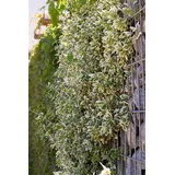 Pflanzen Für Dich Euonymus fortunei Emerald Gaiety', Kriechspindel, grün-weiß, ca. 9x9 cm Topf