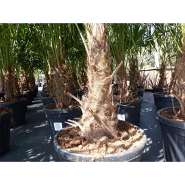 grünwaren XXL Palme winterhart 180 - 190 cm Trachycarpus fortunei, Hanfpalme,