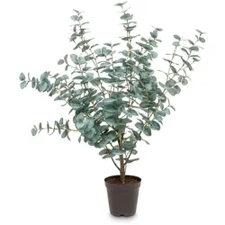 Künstliche Eucalyptus Pflanze, Höhe 90 cm