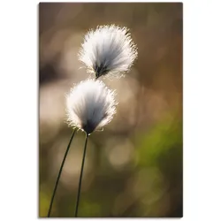 Wandbild ARTLAND "Wollgras I", beige (farbe bild(er): naturfarben), B:60cm H:90cm, Bilder, als Alubild, Outdoorbild, Leinwandbild, Poster in verschied. Größen