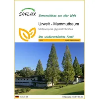SAFLAX - Urwelt - Mammutbaum - 60 Samen -