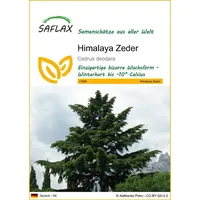 SAFLAX - Himalaya Zeder - 35 Samen - Cedrus
