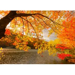 Fototapete PAPERMOON "Autumn Scenery", bunt (mehrfarbig), B:4m L:2,6m, Vlies, Tapeten