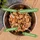 Lyra Pet 24 x 400 g Lecker.Pet® Emily's 100 % Rindermuskelfleisch Katzenfutter Nassfutter