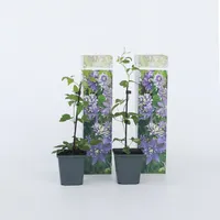Plant in a Box - Clematis hybrid 'Taiga' -