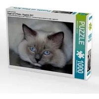 Calvendo Ein Motiv aus dem Kalender Engel auf 4