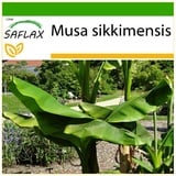 Saflax - Darjeeling - Banane - Musa sikkimensis