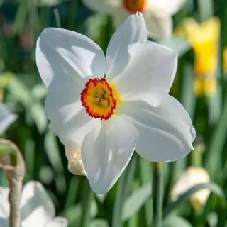 Plant in a Box - Narzissenzwiebeln - 30 Stk - Narcissus 'Recurvus' - Blumenzwiebeln - Weiß