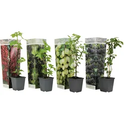 Plant in a Box Brombeeren, Johannisbeeren & Stachelbeeren 4er Mischung Höhe 25-40cm