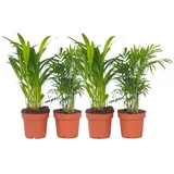 Plant in a Box - Kleine Zimmerpalmen - 4 Stk - Dypsis, Chamaedorea - Höhe 25-40cm - Topf 12cm