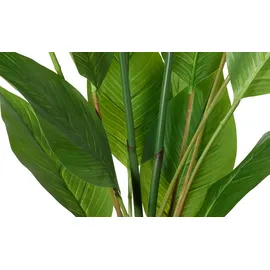 Gasper Strelitzia getopft ¦ grün ¦ Kunststoff ¦ Maße (cm): H: 80