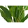 Gasper Strelitzia getopft ¦ grün ¦ Kunststoff ¦ Maße (cm): H: 80