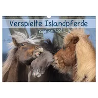 Calvendo Verspielte Islandpferde Kopf an Kopf (Wandkalender 2026 DIN