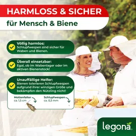 legona-de Schlupfwespen gegen Wachsmotten