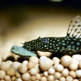 JBL Pleco Wafer M 1 l
