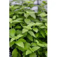 Pflanzen Für Dich Caryopteris clandonensis 'Hint of Gold', Bartblume,