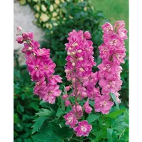 Pflanzen Für Dich Delphinium Pacific 'Astolat', Rittersporn, ca. 9x9