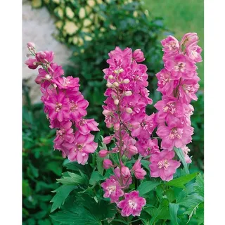 Pflanzen Für Dich Delphinium Pacific 'Astolat', Rittersporn, ca. 9x9 cm Topf