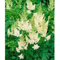 Pflanzen Für Dich Astilbe x arendsii Weiße Gloria', Prachtspiere,