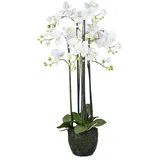 Creativ green Kunstorchidee »Orchidee Phalaenopsis«, im Erdballen und mit real-touch-Blüten, weiß