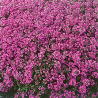 Pflanzen Für Dich Thymus praecox 'Red Carpet', Teppich-Thymian rotblühend, ca. 9x9 cm Topf