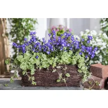 Pflanzen Für Dich Glechoma hederacea, Gundermann, ca. 9x9 cm Topf