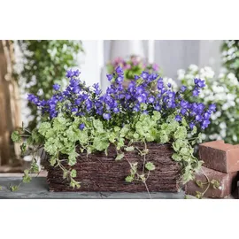 Pflanzen Für Dich Glechoma hederacea, Gundermann, ca. 9x9 cm Topf