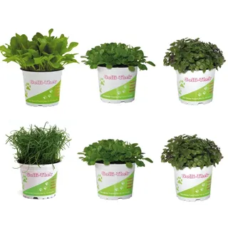 Futterpflanzen Set für Reptilien & Schildkröten 6er Mix mit Golliwoog Zicholli Ackersalat Plantolli Frische Pflanzen für Echsen Natürliches Terrarienfutter